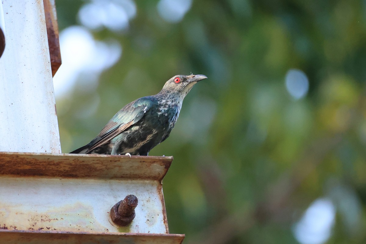 špaček rudooký - ML644363014