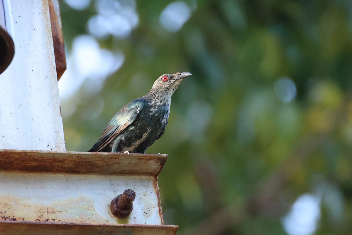 špaček rudooký - ML644363015