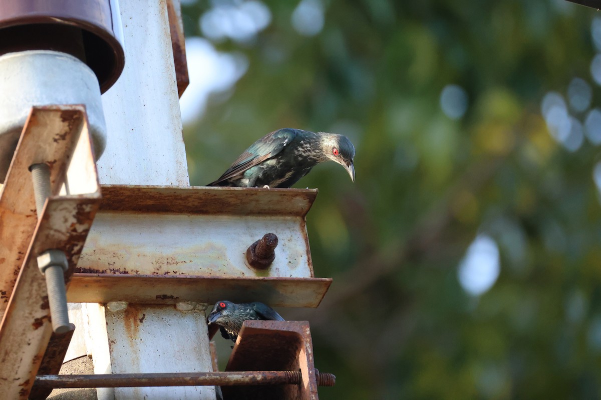 špaček rudooký - ML644363016