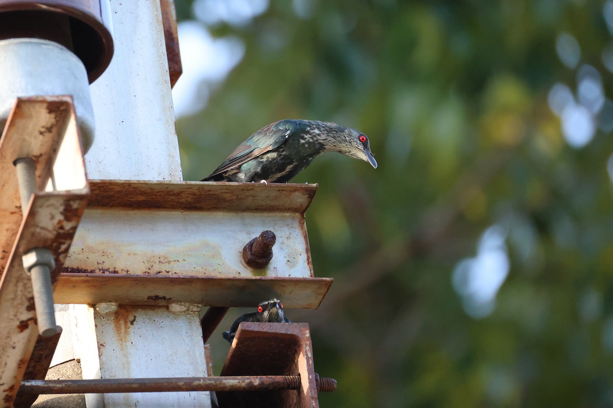 špaček rudooký - ML644363017