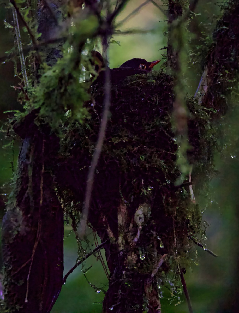 Slaty-backed Nightingale-Thrush - ML644363018