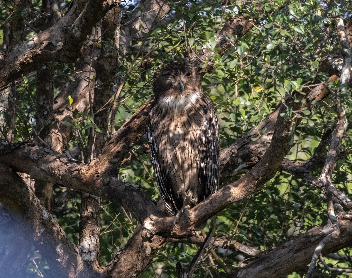Brown Fish-Owl - ML644363019