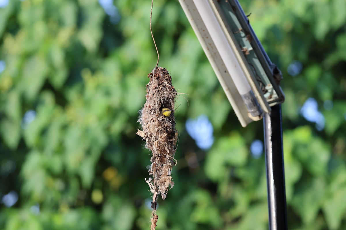 Sahul Sunbird - ML644363026