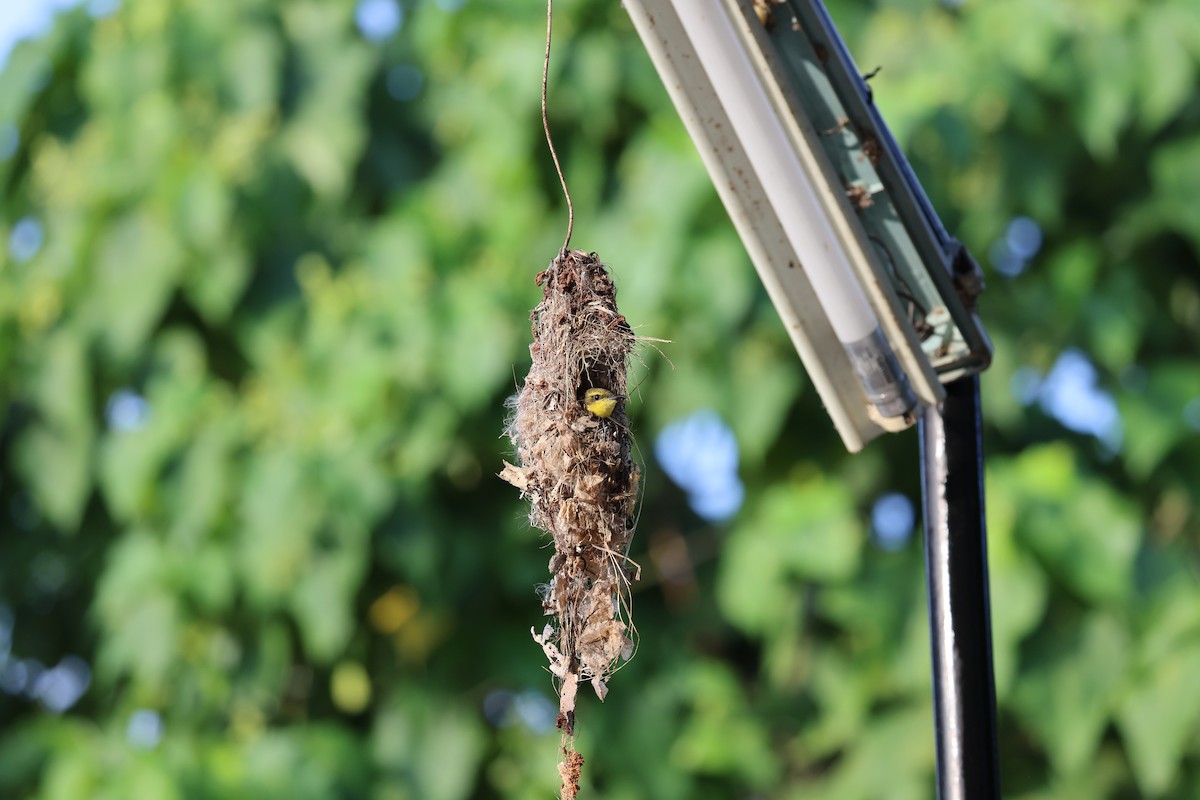 Sahul Sunbird - ML644363028