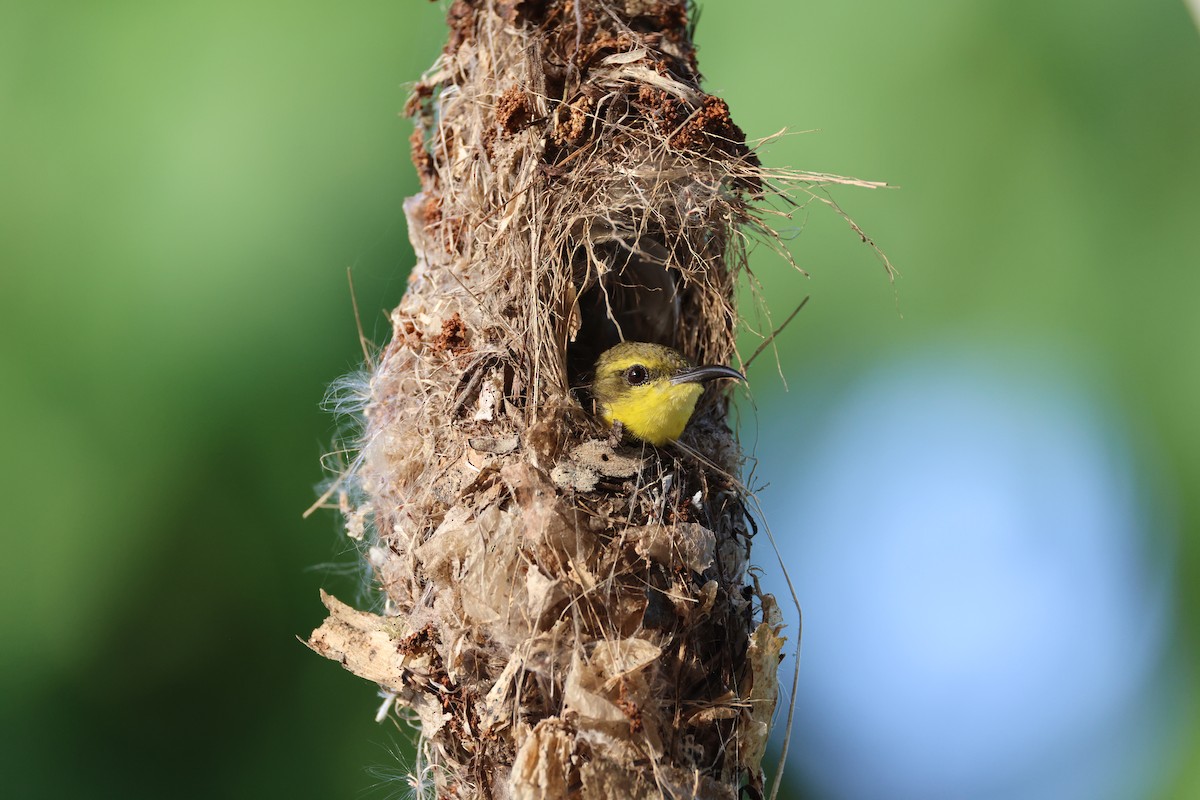 Sahul Sunbird - ML644363029