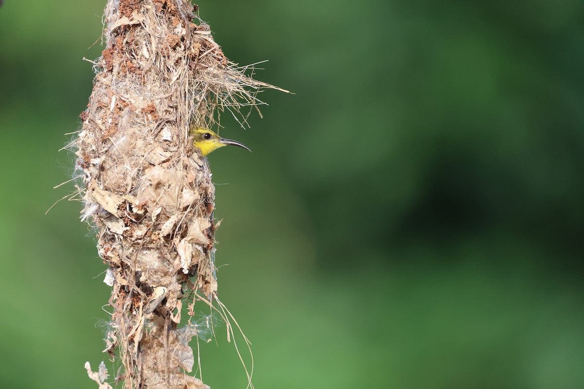 Sahul Sunbird - ML644363033