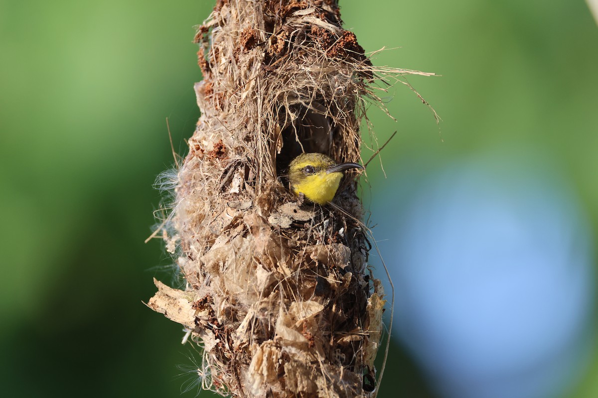 Sahul Sunbird - ML644363034