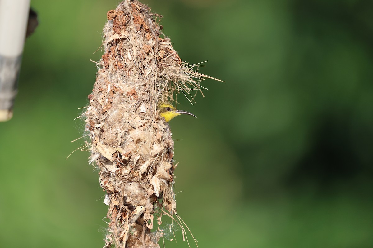 Sahul Sunbird - ML644363035