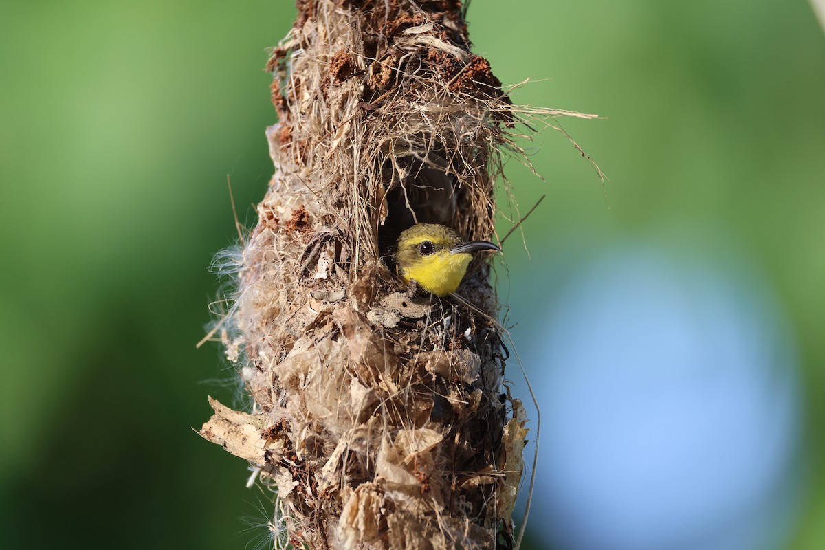 Sahul Sunbird - ML644363036