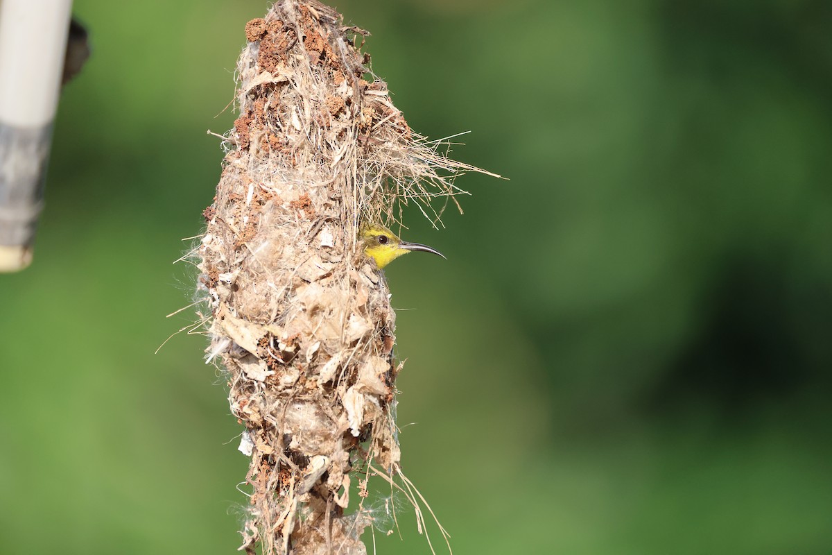 Sahul Sunbird - ML644363037