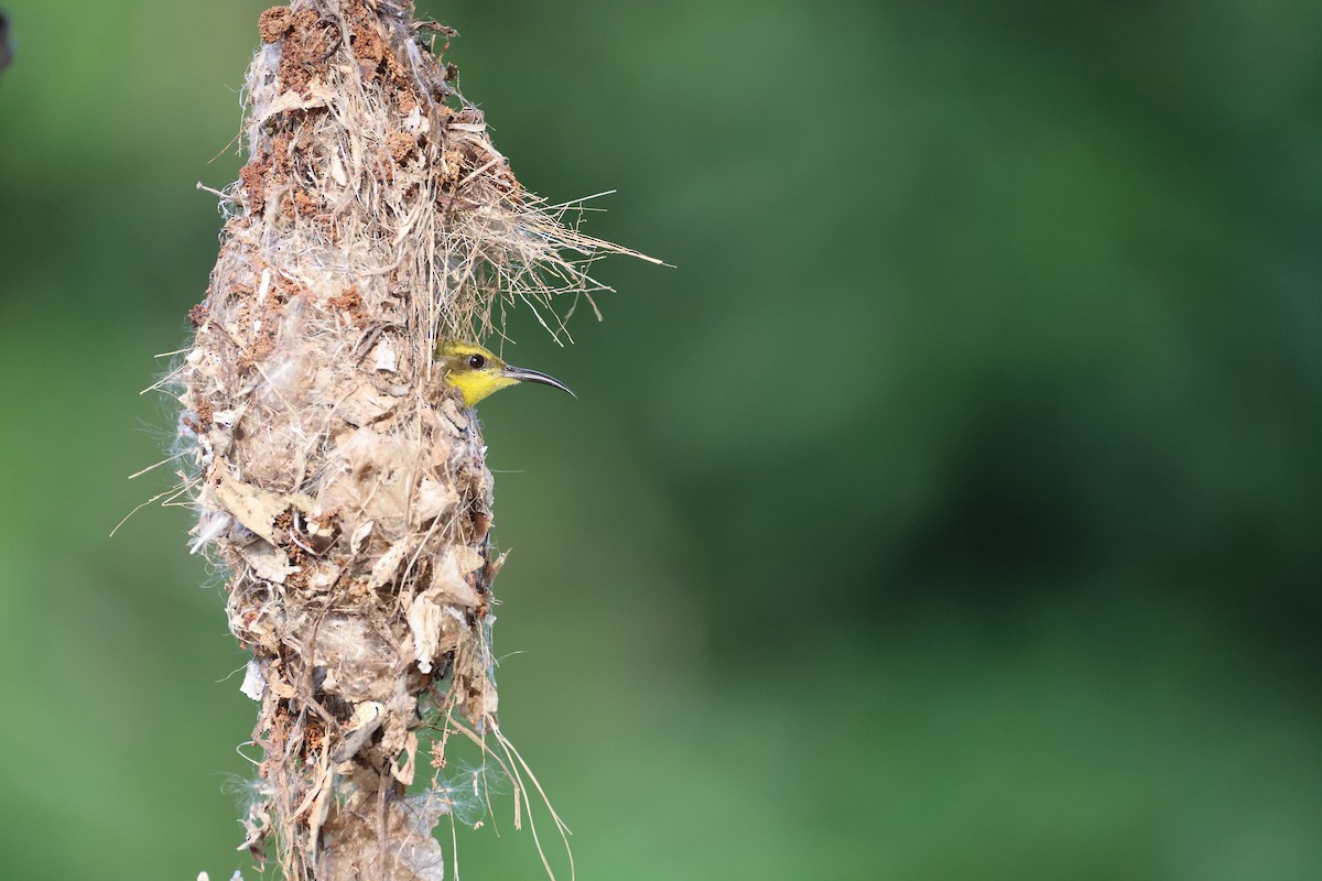 Sahul Sunbird - ML644363038