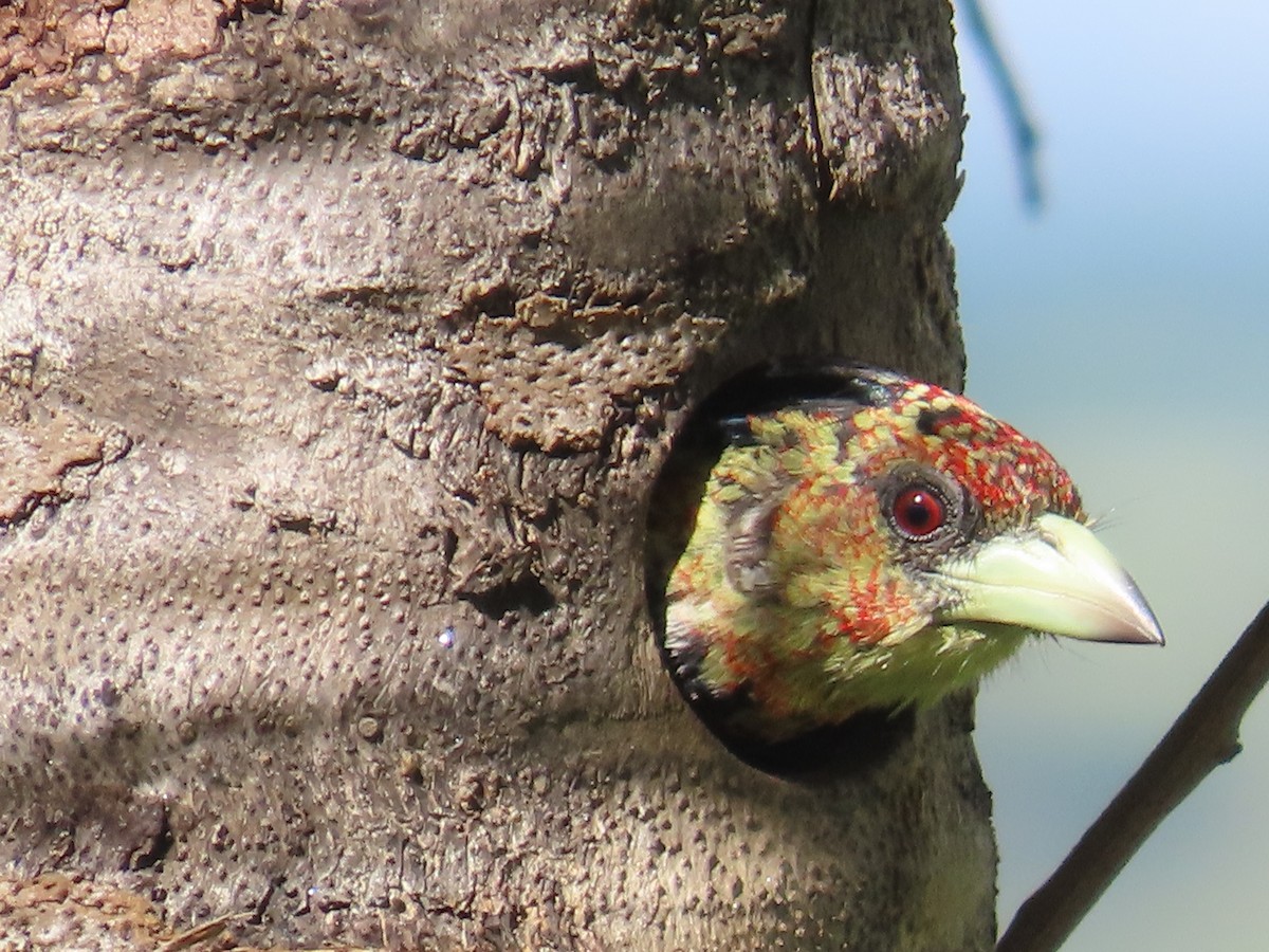 Crested Barbet - ML644363039