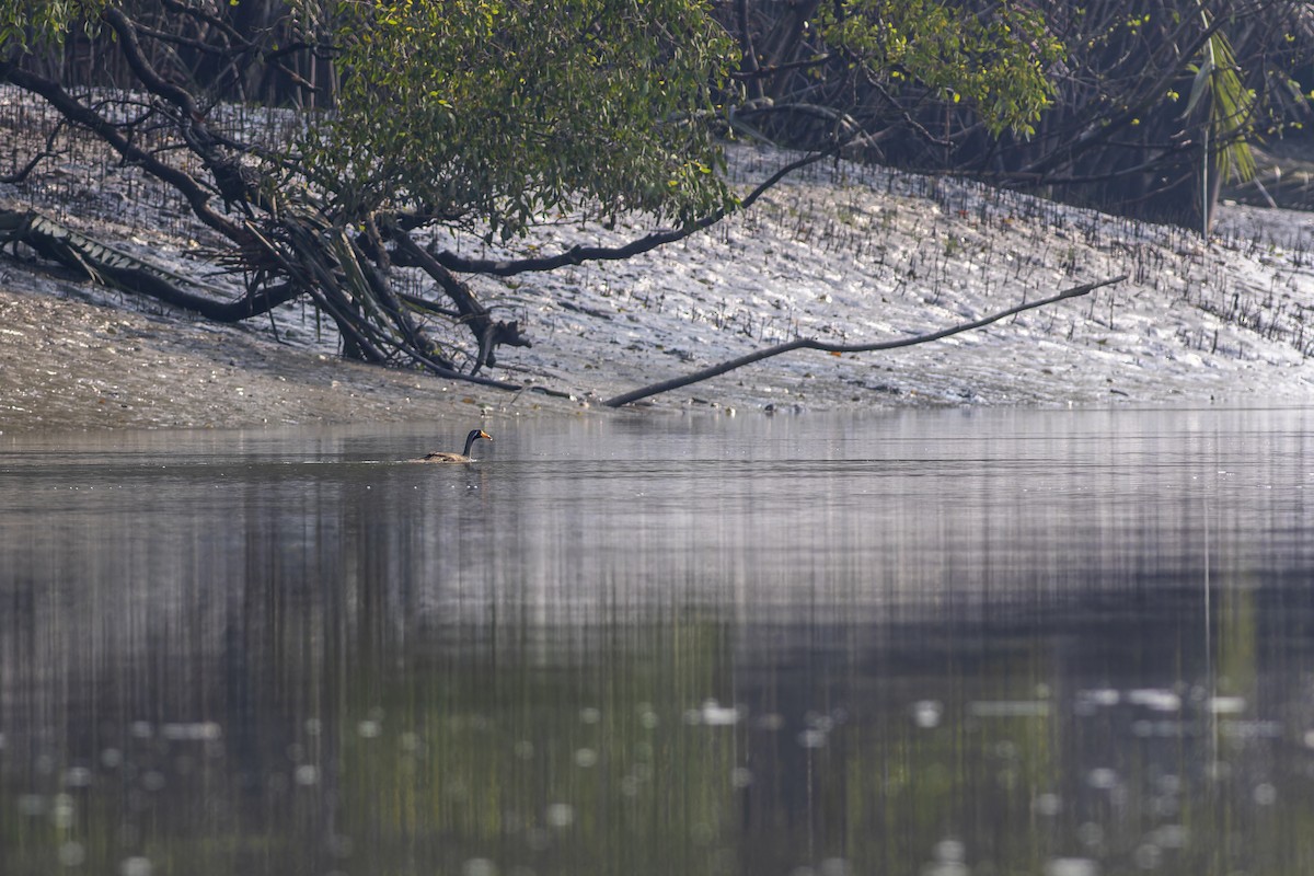 gulnebbsvømmerikse - ML644363041