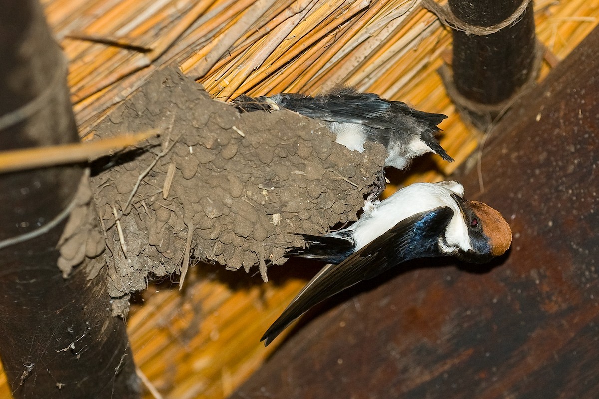 Wire-tailed Swallow - ML644363043