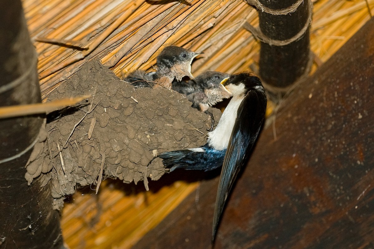 Wire-tailed Swallow - ML644363044