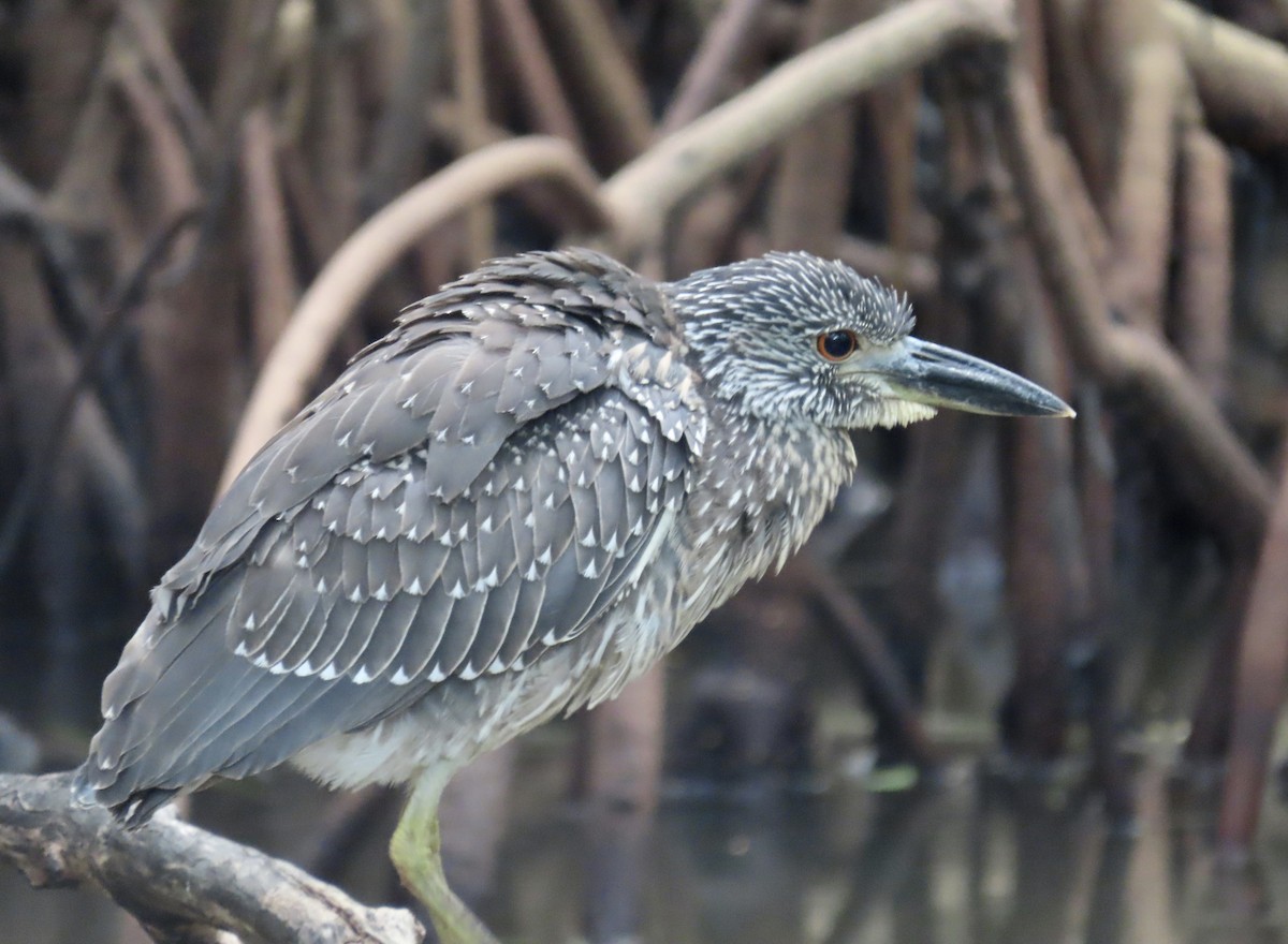 Sarı Tepeli Gece Balıkçılı - ML644363055