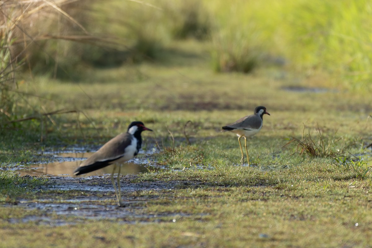 čejka černoprsá - ML644363059