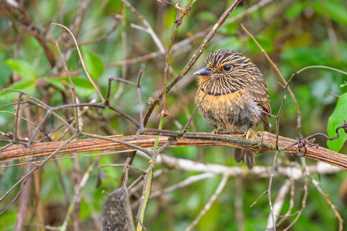 Crescent-chested Puffbird - ML644363060