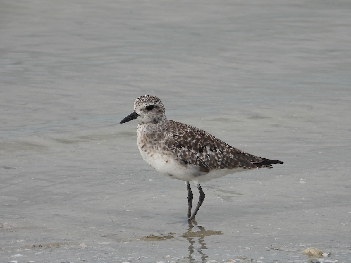 Chorlito Gris - ML644363068