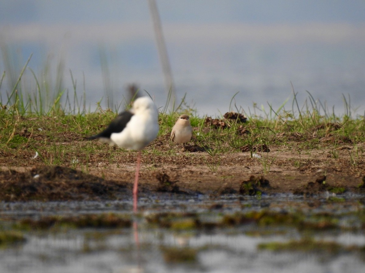 Small Pratincole - ML644363072