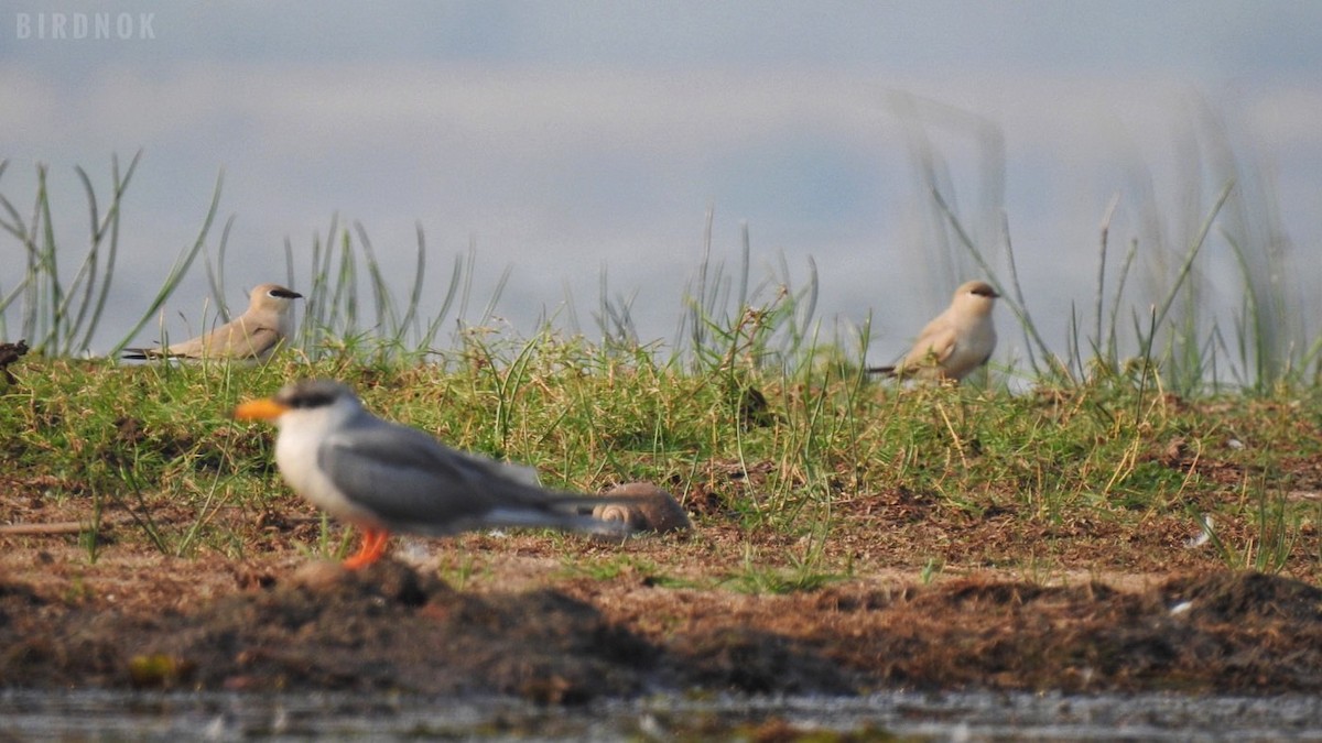 Small Pratincole - ML644363073