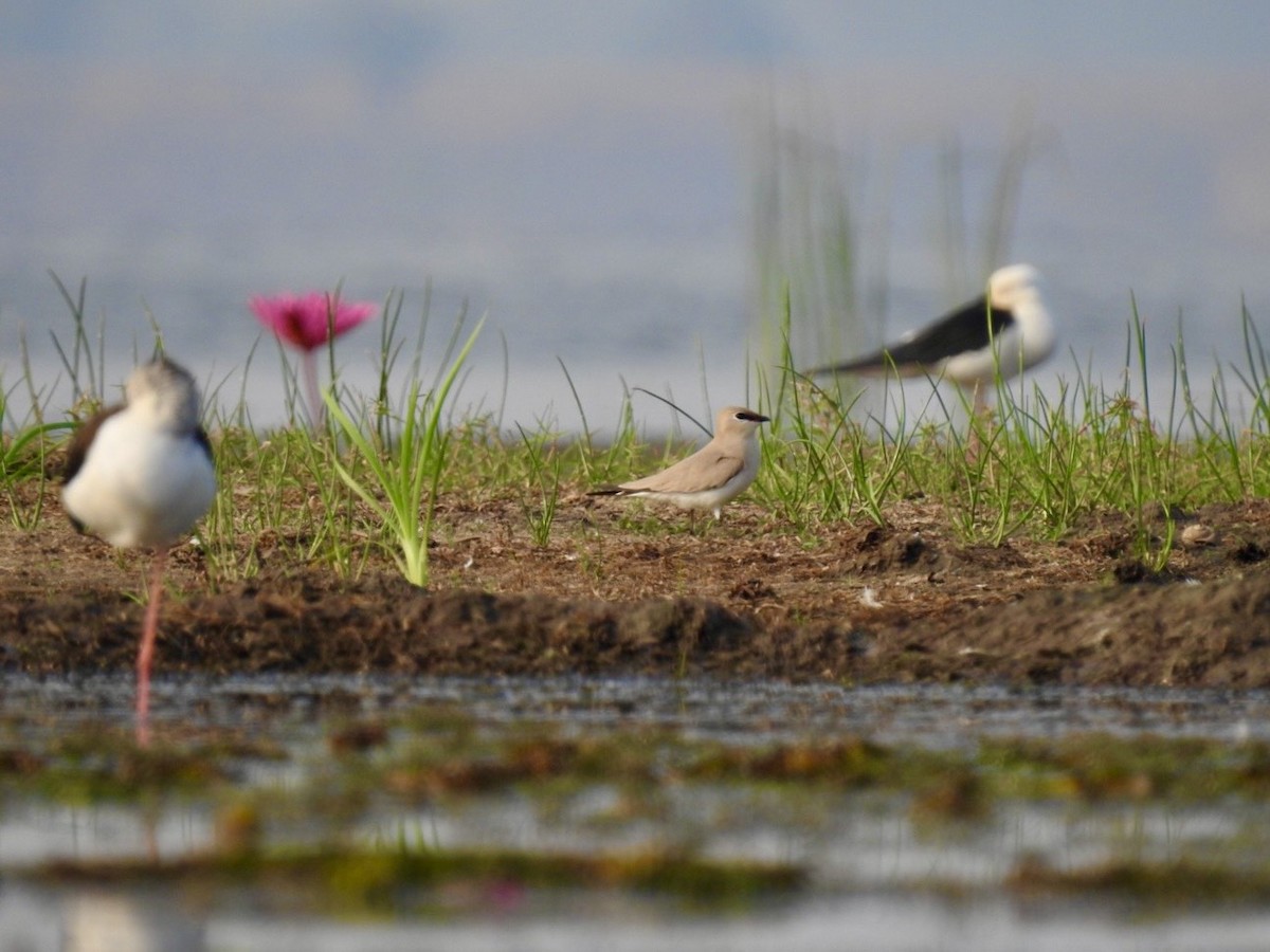 Small Pratincole - ML644363074