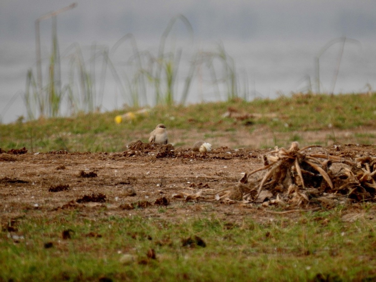 Small Pratincole - ML644363075