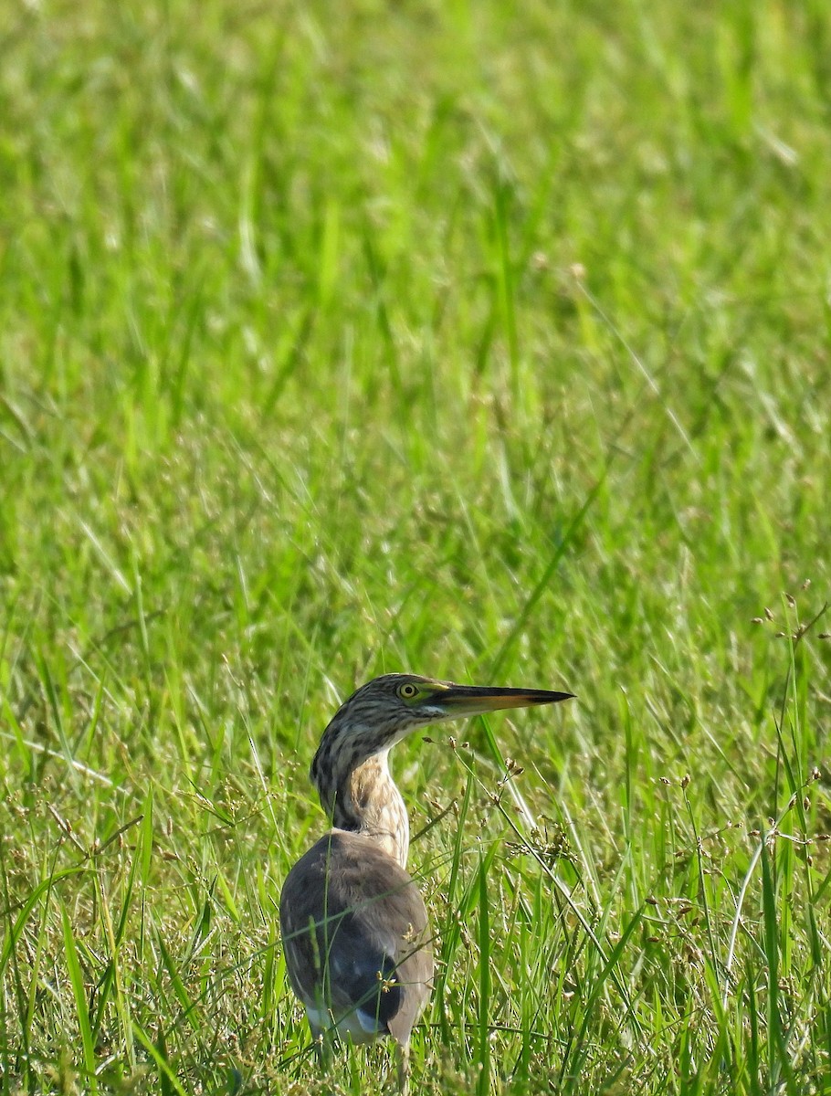 Индийская прудовая цапля - ML644363077