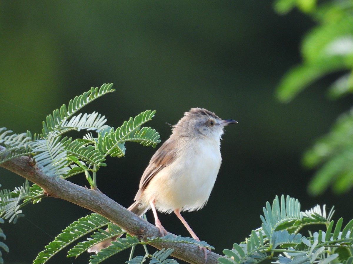 Prinia Sencilla - ML644363084