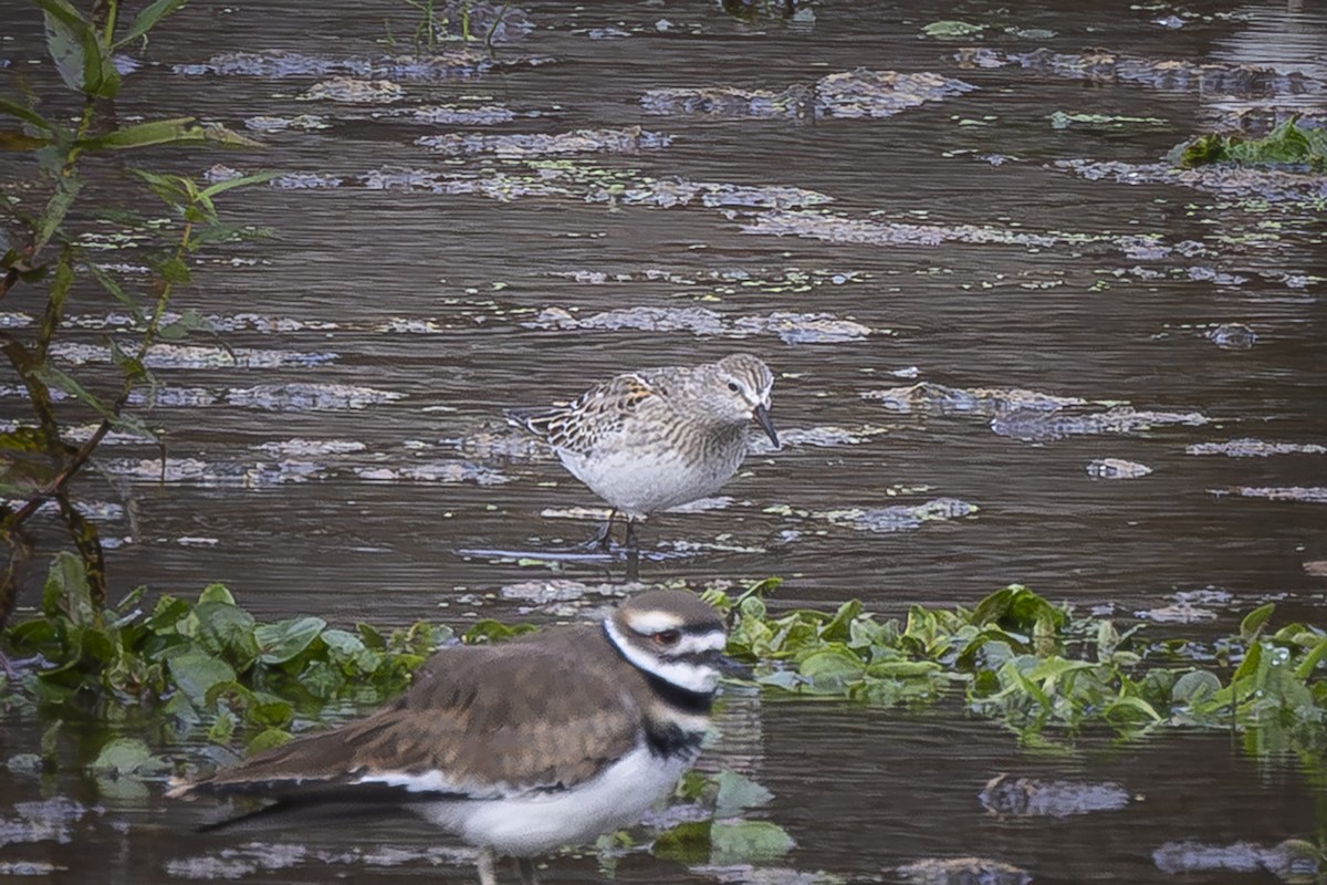 White-rumped Sandpiper - ML644363088