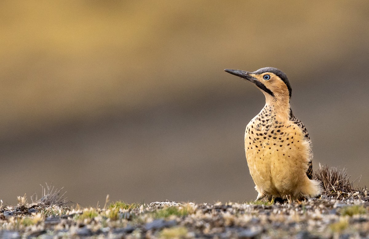 Andean Flicker - ML644363089