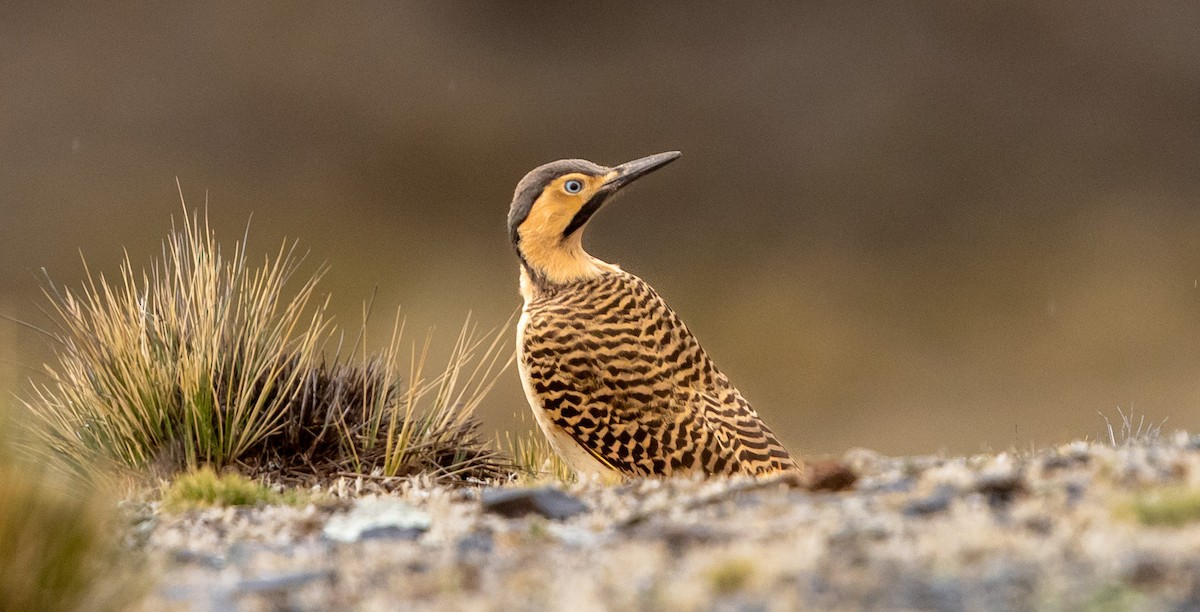 Andean Flicker - ML644363090