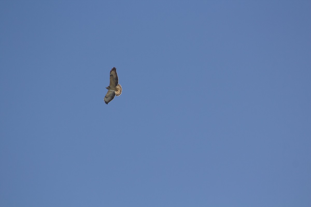 タカ科 - ML644363096