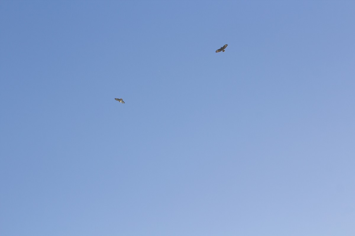 タカ科 - ML644363098