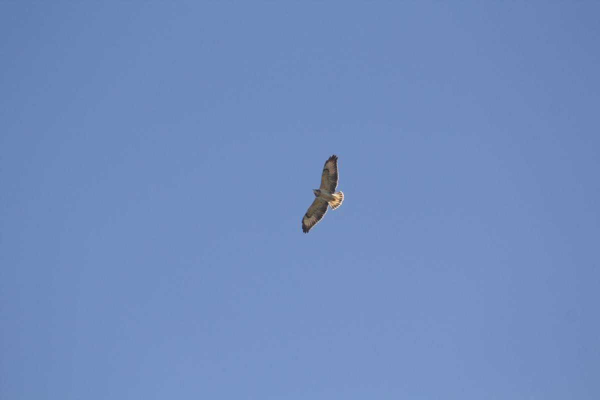 タカ科 - ML644363099