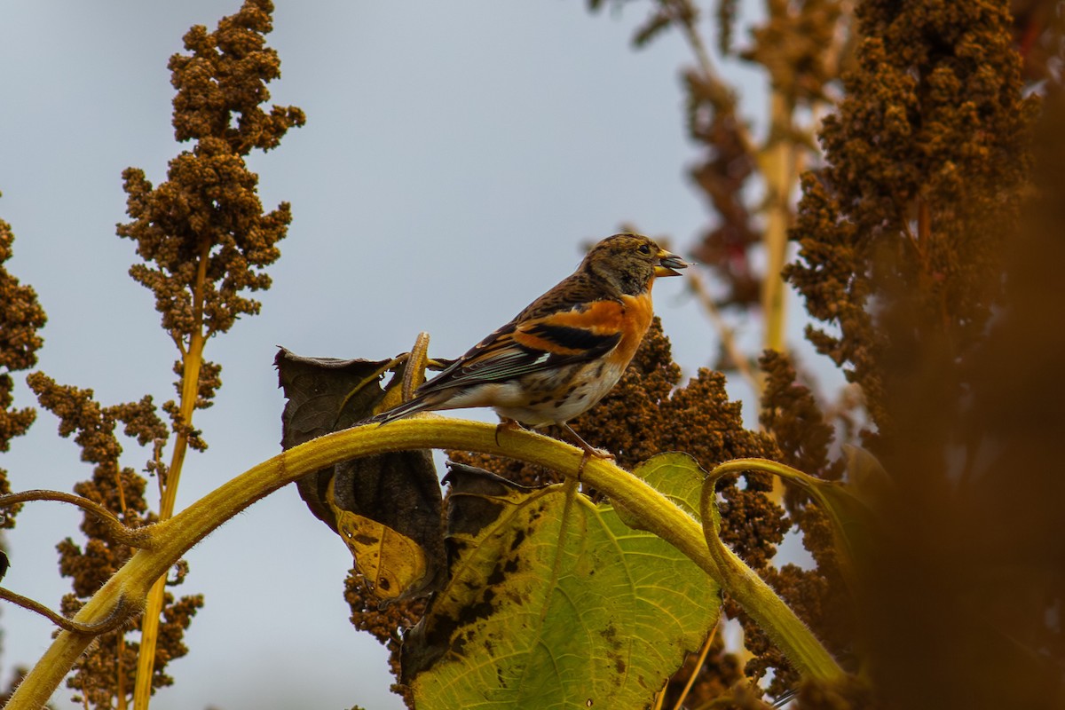 アトリ - ML644363108