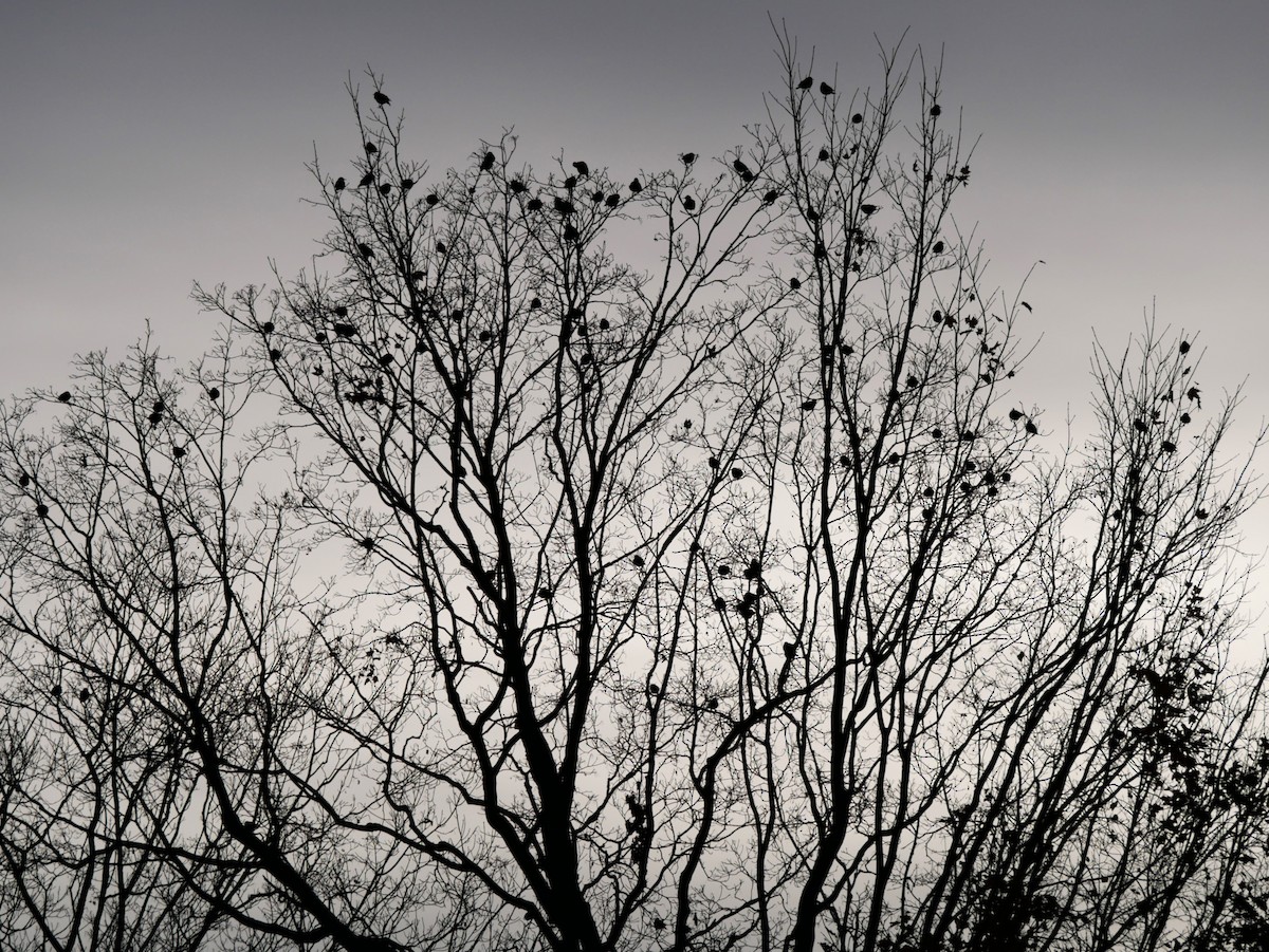 Хар тодол - ML644363114