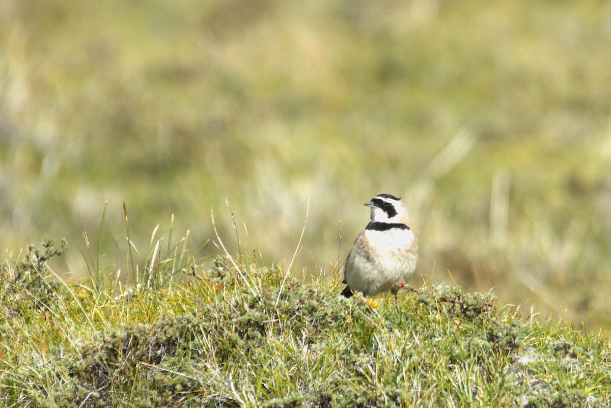 ハマヒバリ - ML644363116