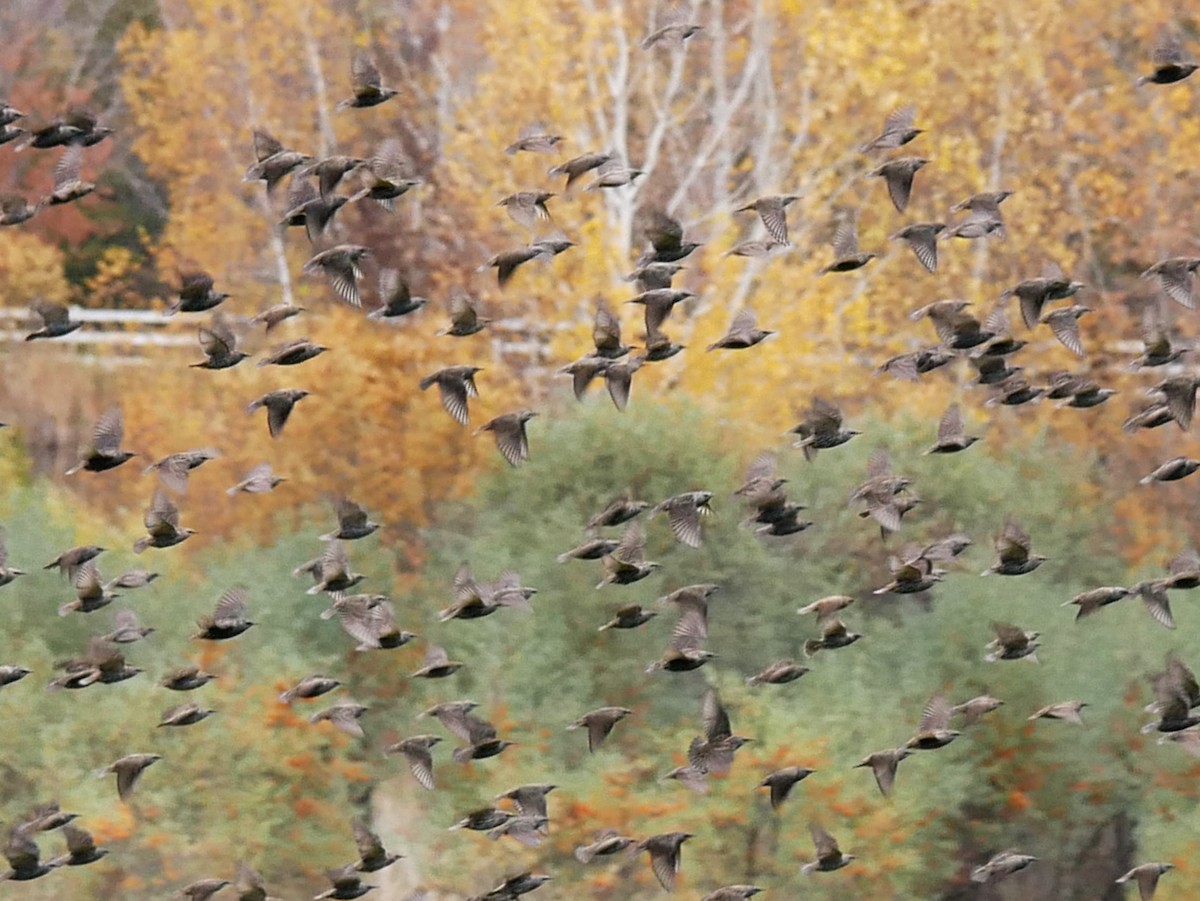 Хар тодол - ML644363120