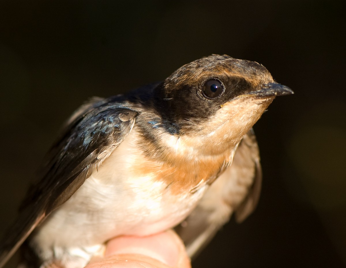 Wire-tailed Swallow - ML644363122