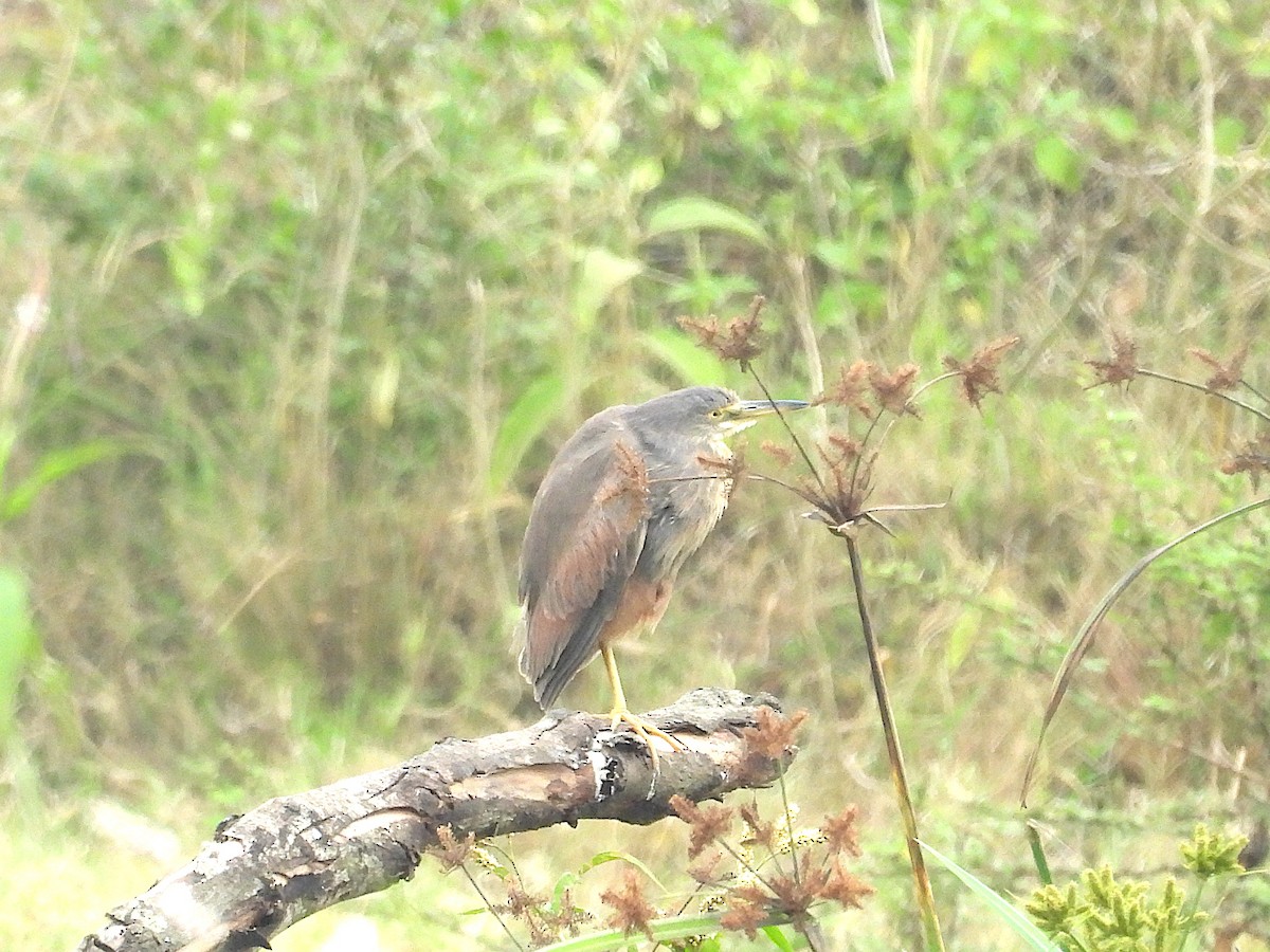 Rufous-bellied Heron - ML644363127