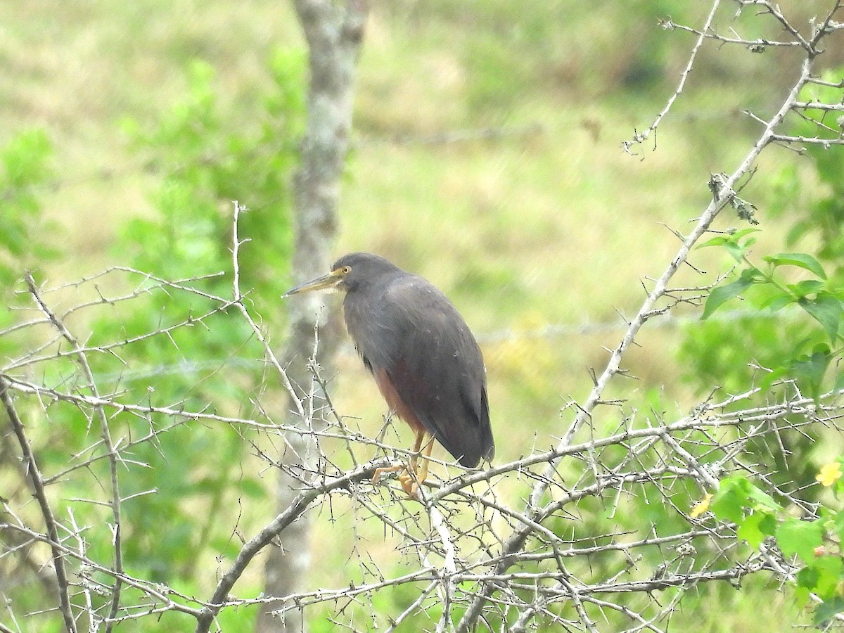 Rufous-bellied Heron - ML644363128