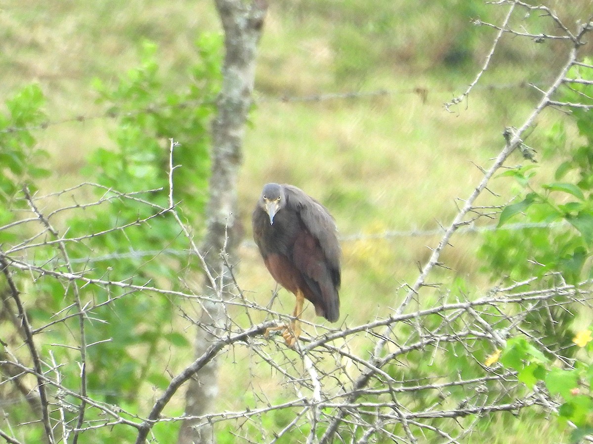 Rufous-bellied Heron - ML644363129