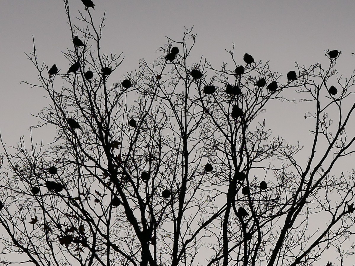 Хар тодол - ML644363133