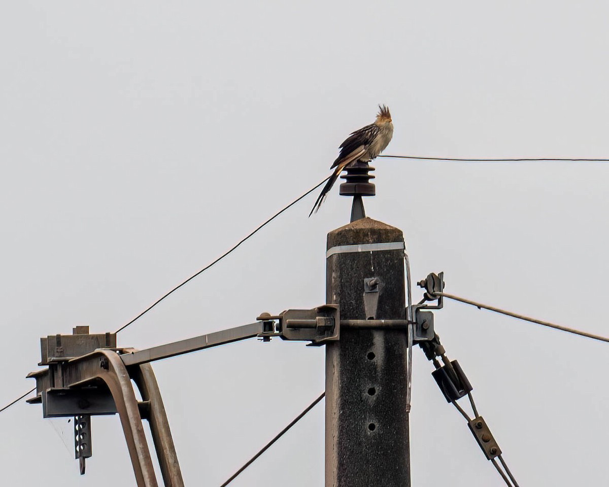 Guirakuckuck - ML644363139