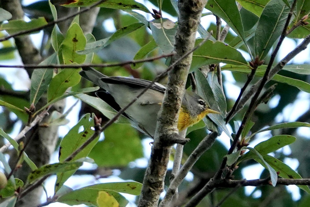 Northern Parula - ML644363140