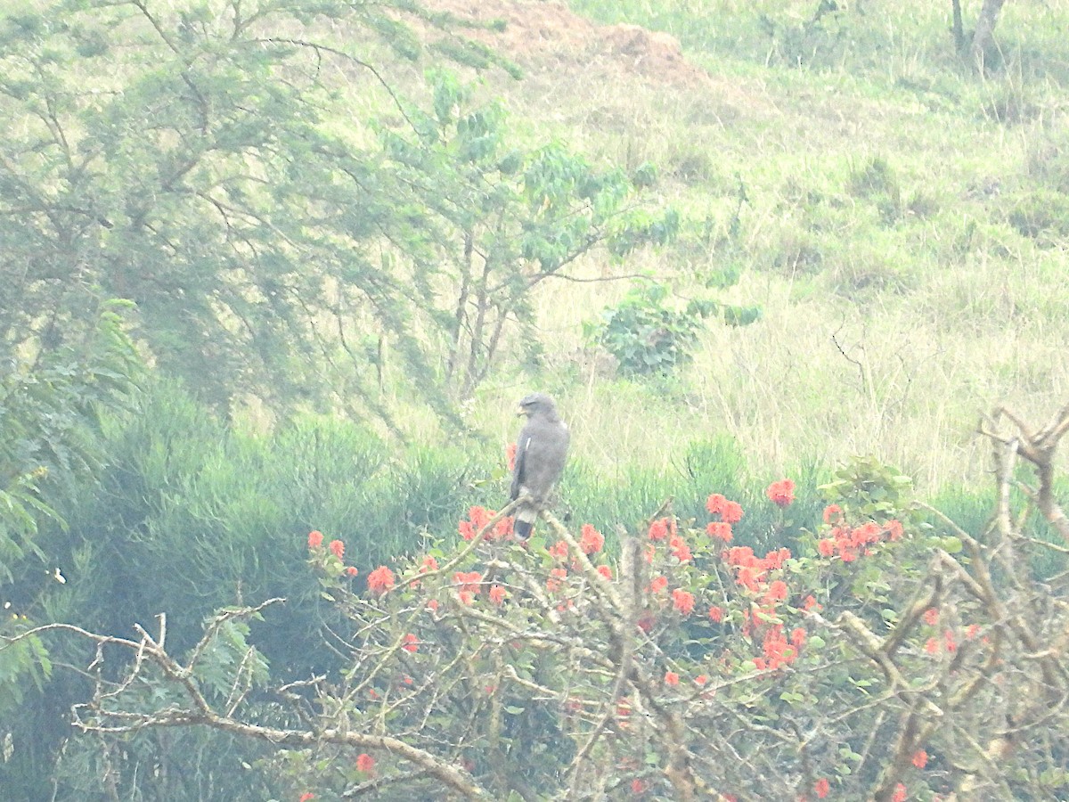 Western Banded Snake-Eagle - ML644363142