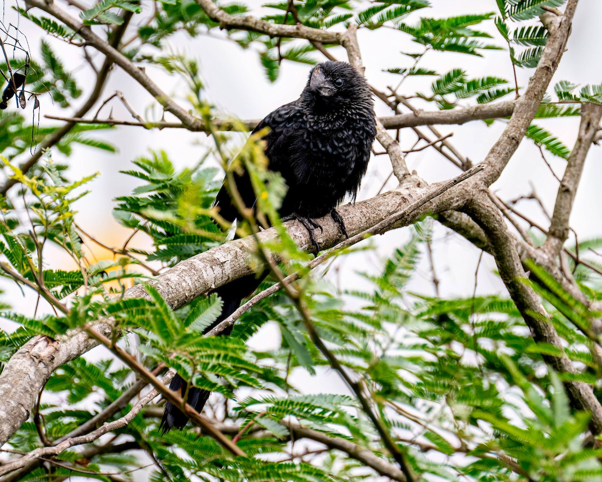 Ani à bec lisse - ML644363144