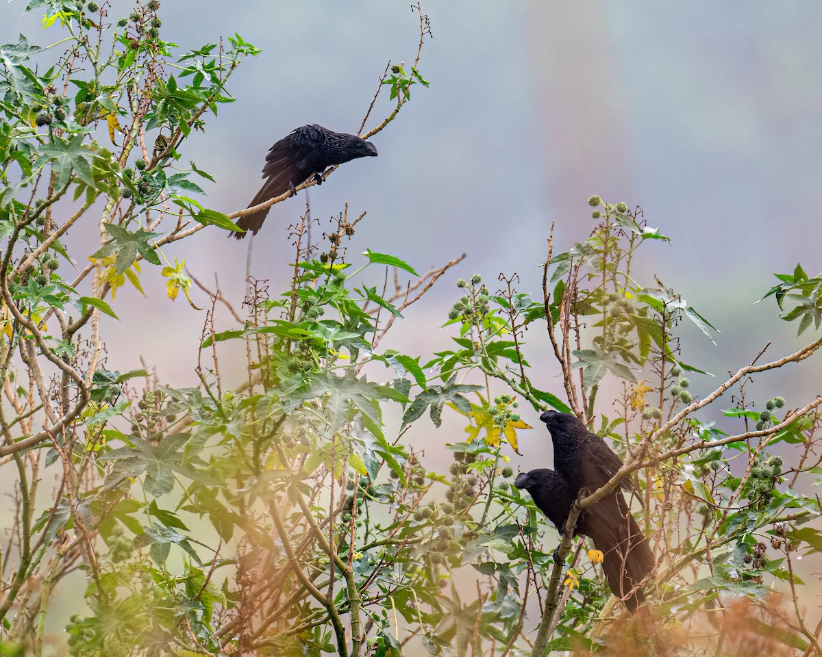 Ani à bec lisse - ML644363149