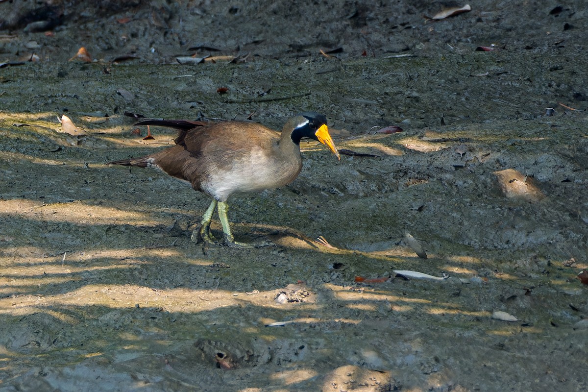 gulnebbsvømmerikse - ML644363150